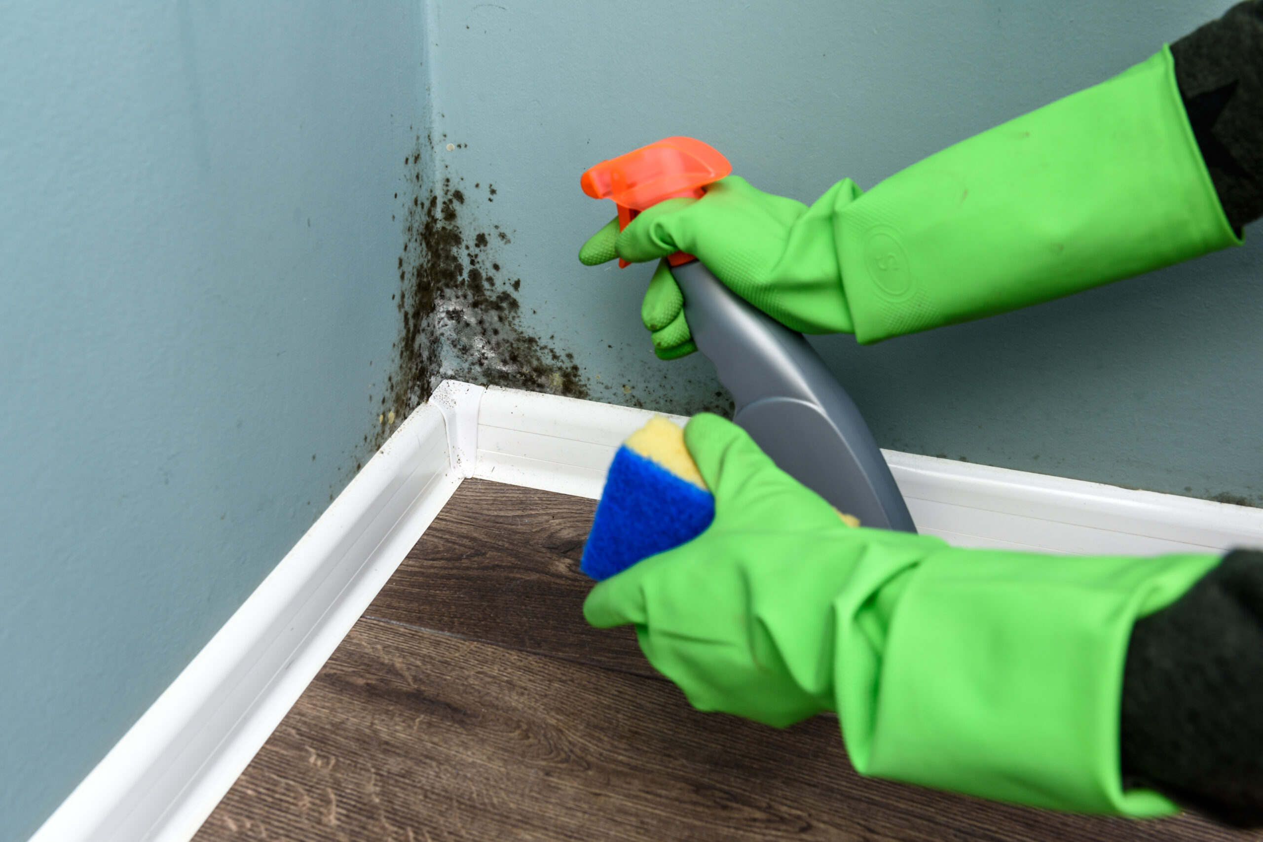 Mold-at-House